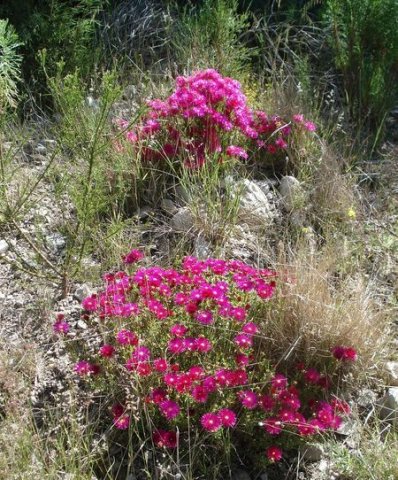 Lampranthus stenopetalus